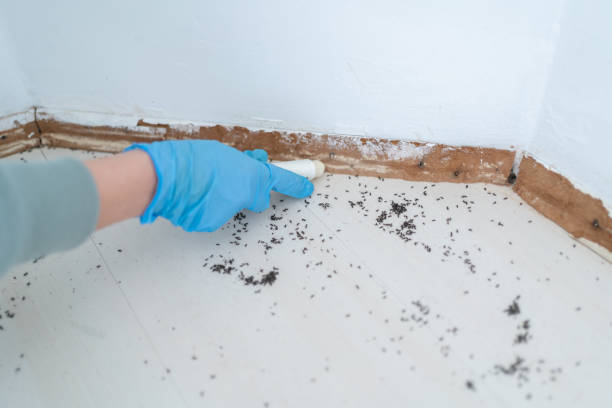 Best Spider Control Near Me  in Santa Rosa, TX
